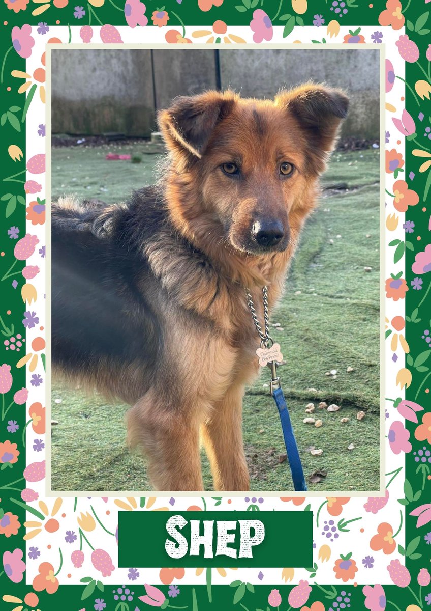 Shep would like you to retweet him so the people who are searching for their perfect match might just find him 💚🙏 oakwooddogrescue.co.uk/meetthedogs.ht… 
#teamzay #dogsoftwitter #rescue #rehomehour #adoptdontshop #k9hour #rescuedog #adoptable #dog