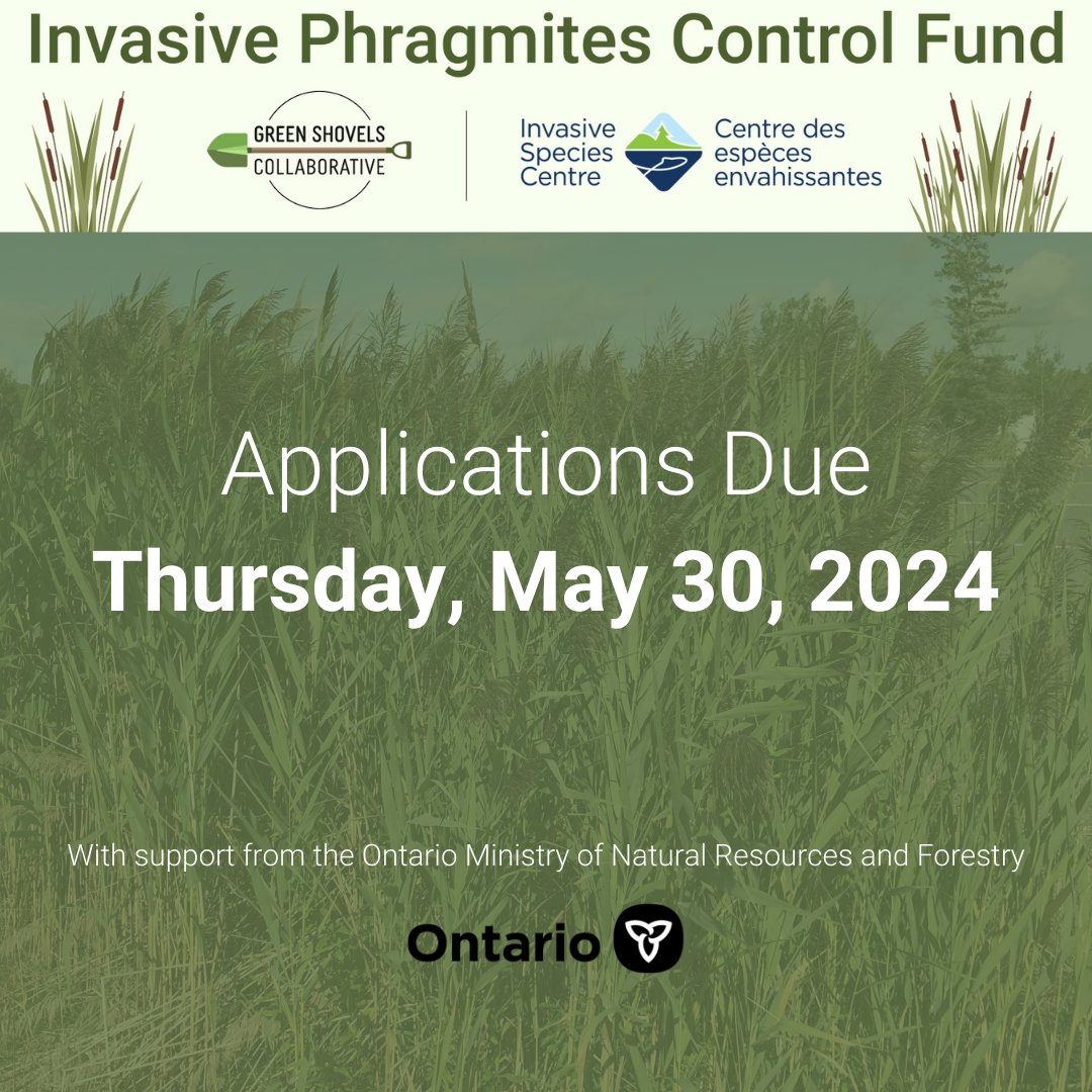 Are you interested in applying for the Invasive Phragmites Control Fund? Learn more about Fund objectives, priorities, and writing your application by watching the general information session. View it here: youtu.be/IYWE_aivQ8c