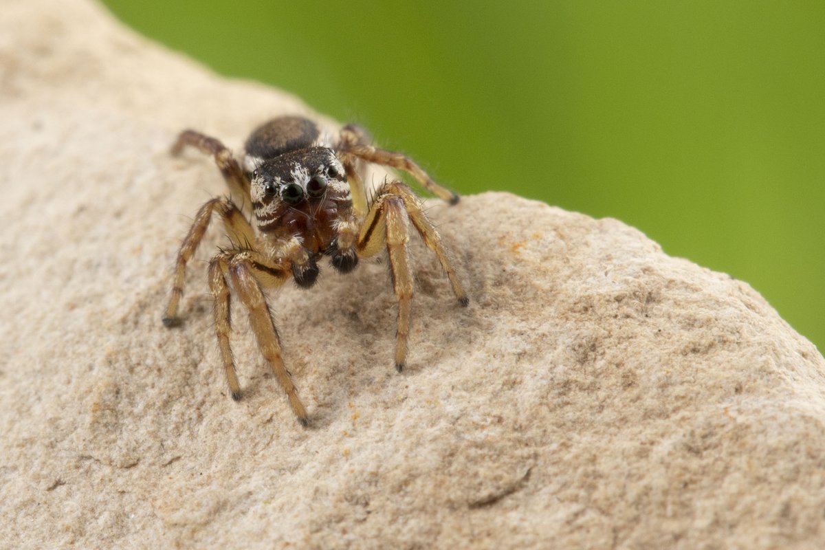 Variation in ground-dwelling arthropod communities across differently managed infiltration basins #NewInCanEnt doi.org/10.4039/tce.20…