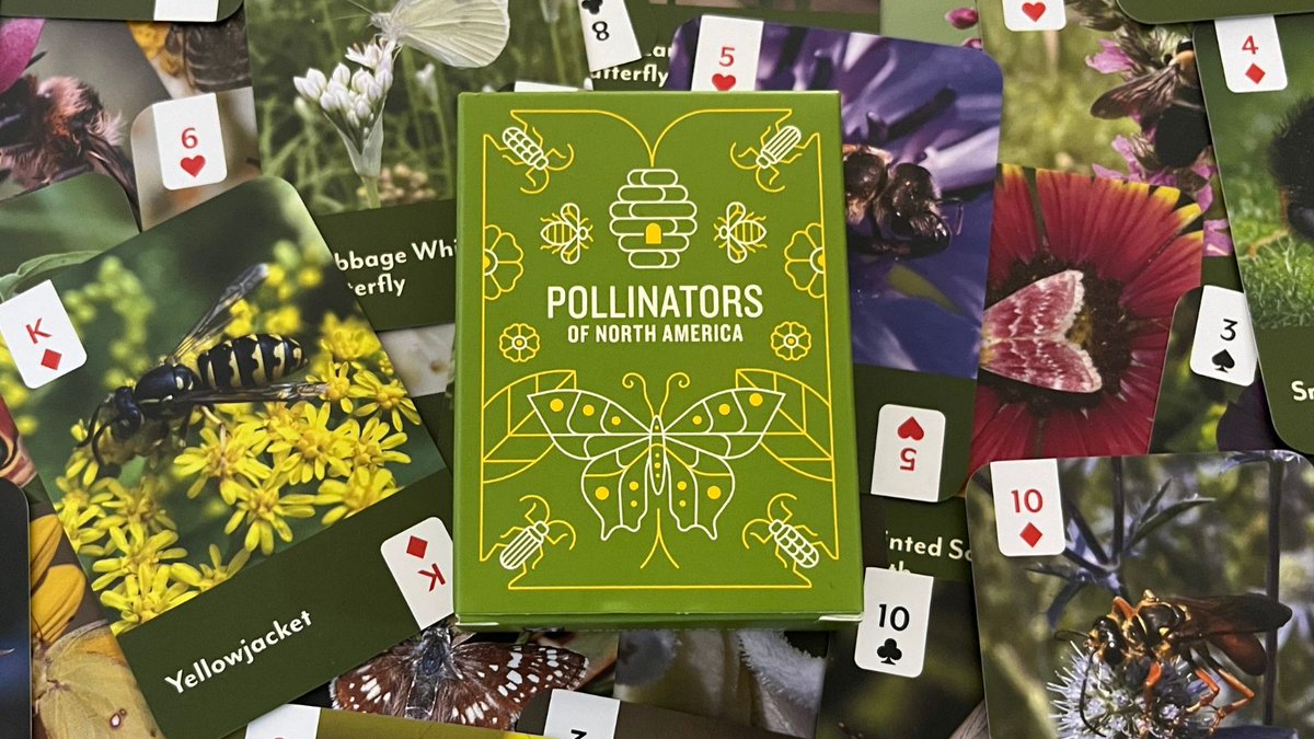 Explore the amazing world of some of our most common native pollinators with this deck of 52 playing cards! Get the deck: bit.ly/3UNlhj5