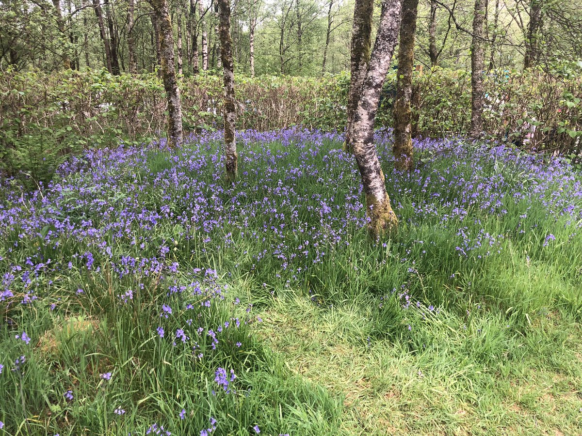 Here’s a Glencoe bluebell glade in case you, like me, could do with something soothing in your timeline.
