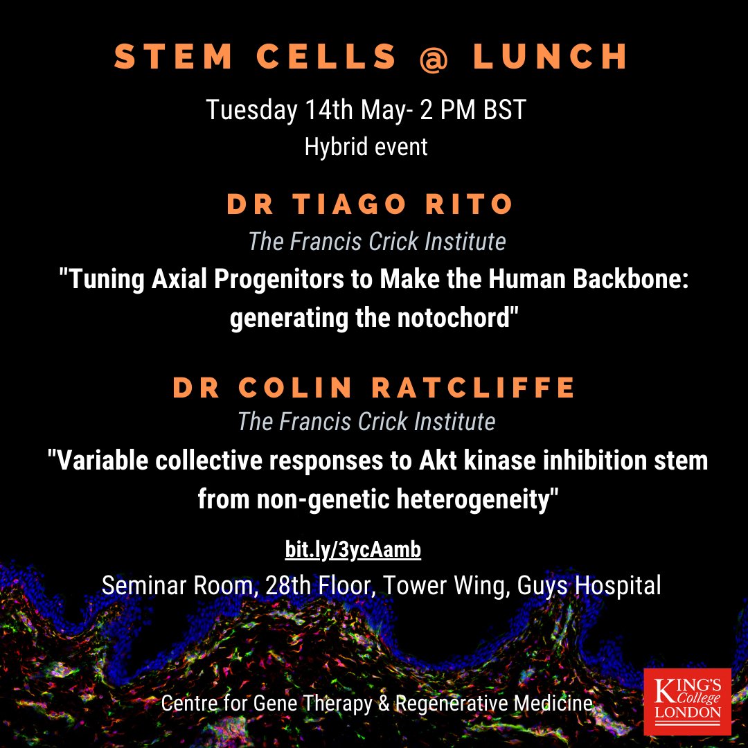 Please join us for next stem cells @ Lunch on Tuesday 14th May 2PM BST, we are looking forward to hear some exciting research from Dr Tiago Rito and Dr Colin Ratcliffe!! See you next week (28th floor, Guys Tower) or online !!!👇