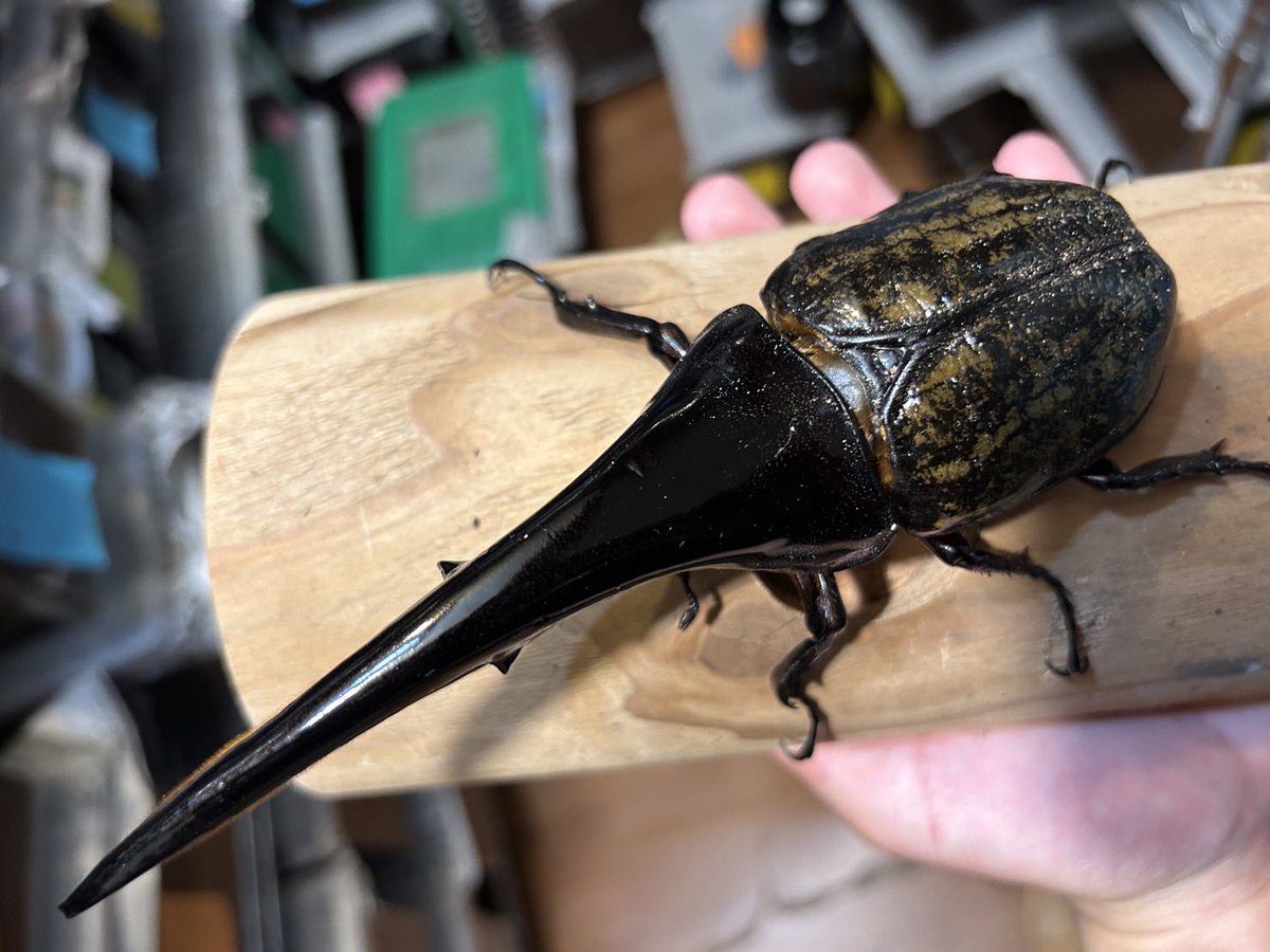 MS-10 (@beetleshu) / Posts / X