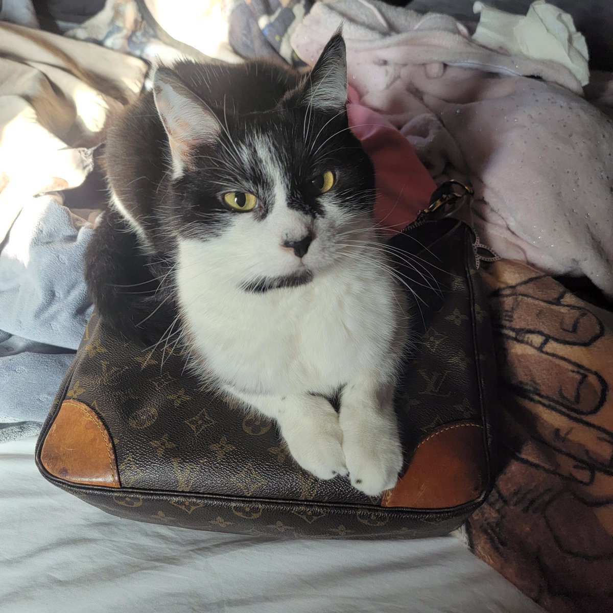 Sure, Brahma. That's a perfectly acceptable use of my Louis Vuitton. 🙄