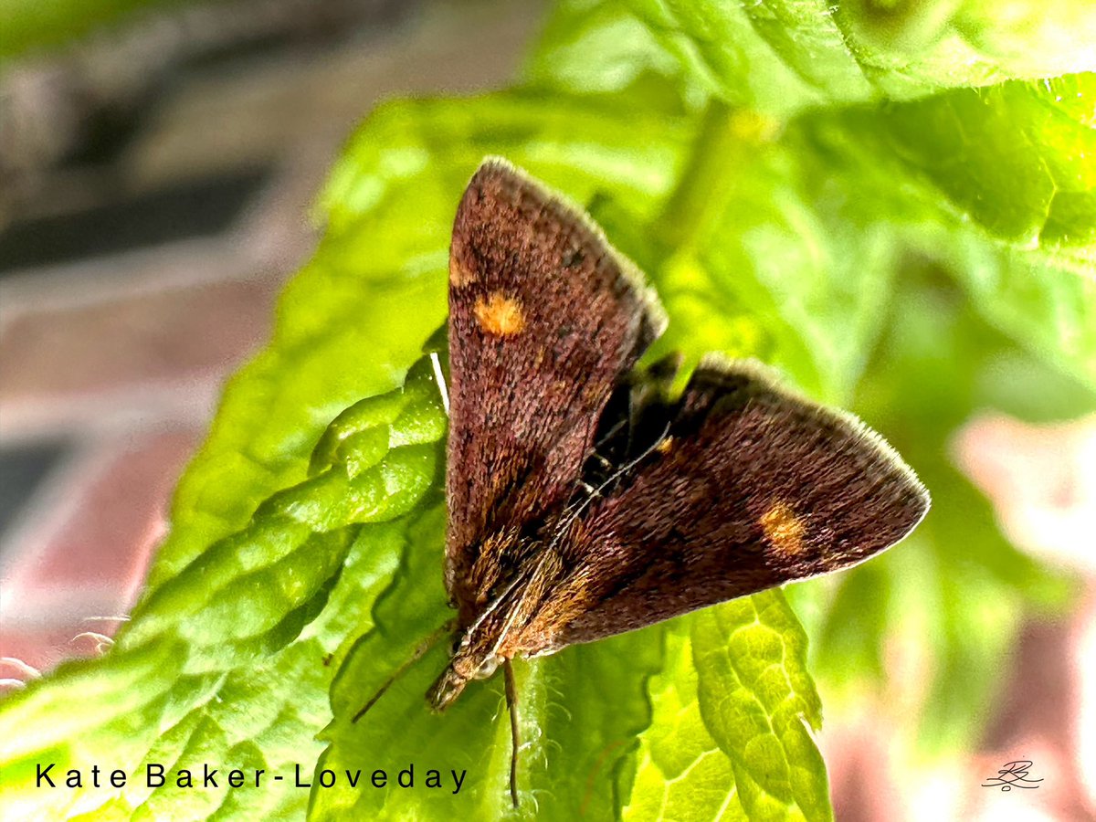 baker_loveday's tweet photo. Mint Moth & Mint ๐ฟ
- May 2024
#mintmoth #moth #garden #herbs #mint #plants #nature #outdoors #home #May2024 #photograghy #phonesnaps #PlanetEarth #beautiful https://t.co/r4eBhOrBQH