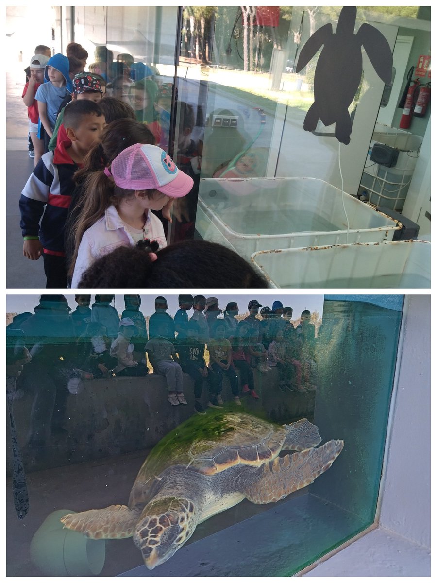 Els infants de 1r han visitat el CRAM on tenen cura i recuperen animals marins com les tortugues. Molt interessant! @afapompeulh @CRPHospitalet @LHEDUCACIO