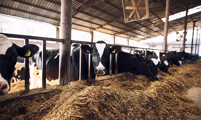 - @dsmfirmenich expands use of #Bovaer into Asia

Click to read more👉 tinyurl.com/4s89bn6c

#animalfeed #animalhealth #animalnutrition #animalperformance #dairyfarming #dairysector #dsmfirmenich #feedadditives #MeijiHoldings #methaneemissions #methanereducing #sustainability