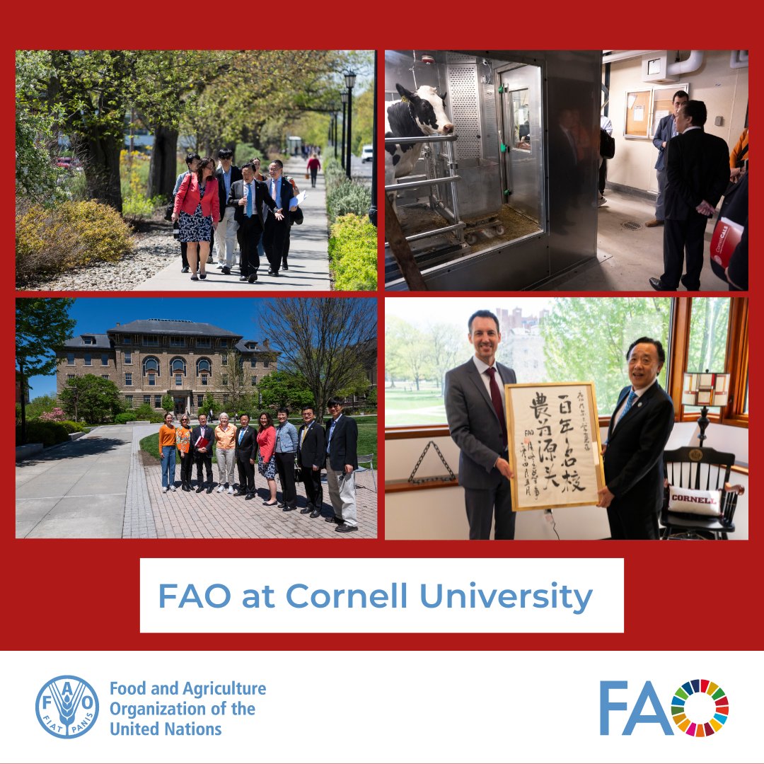 In Ithaca, @FAODG also toured the wide array of state-of-the-art facilities and labs on @Cornell campus, including @CornellEEB's Tools for Forest Carbon Sequestration, Experiment Station and food facilities at @CornellCALS, and the methane respiration stalls at @CornellAnSci.