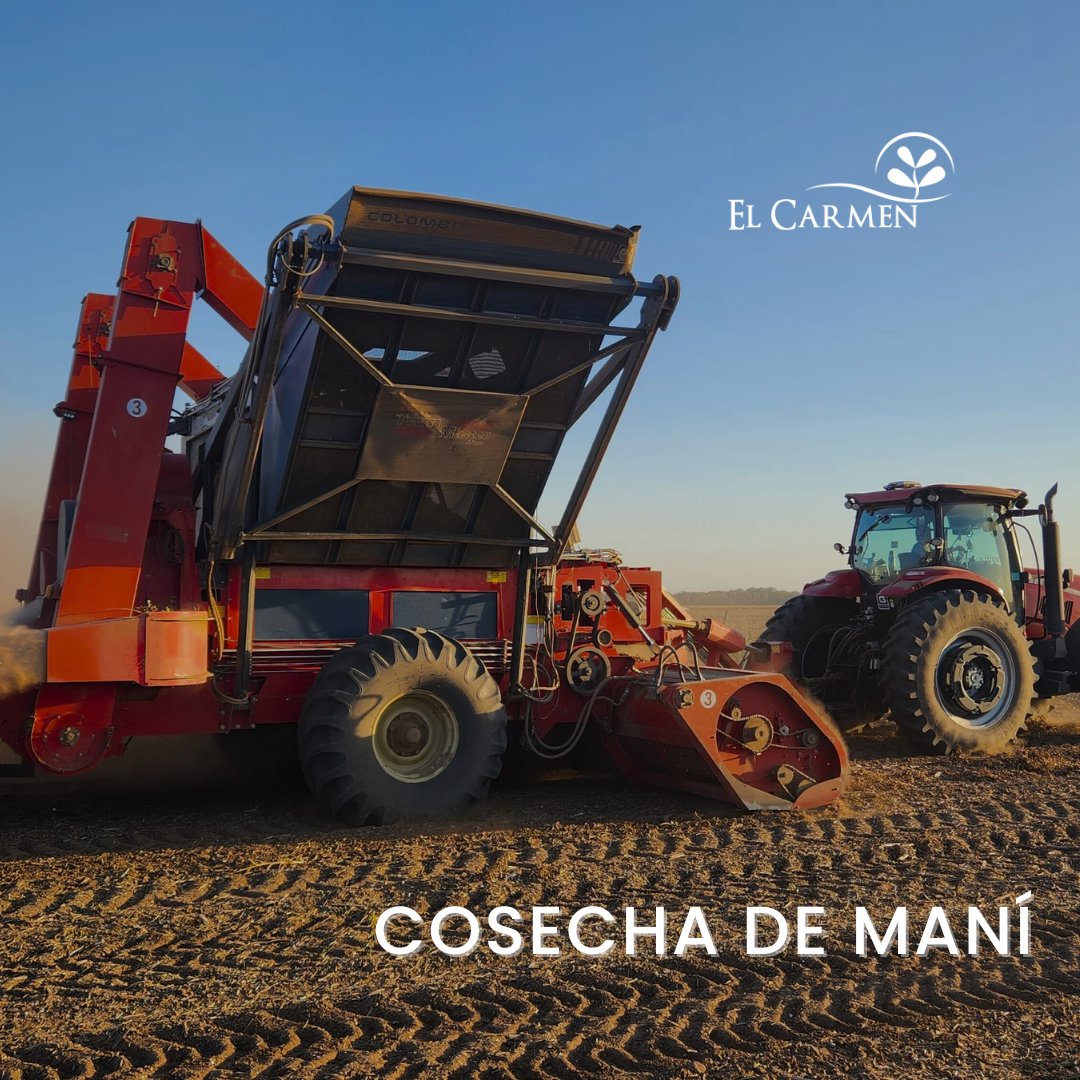 Semillasdemani's tweet photo. ¡Cosechando nuestras variedades! https://t.co/t09gRieBE6