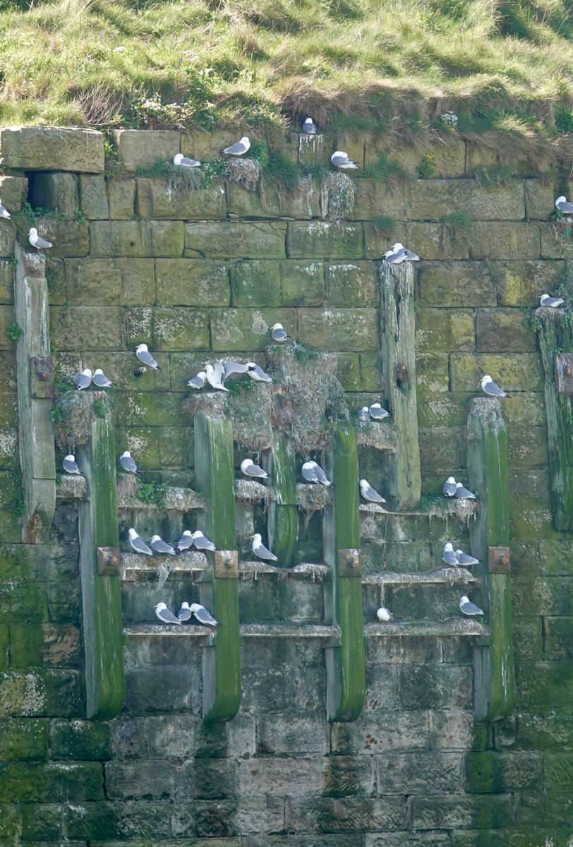 Kittiwakes at Seaham Marina.😍 📷 Amanda Bell Have you been keeping up to date with our Tyneside kittiwakes on the live webcam? You can watch here: durhamwt.com/kittiwake-cam