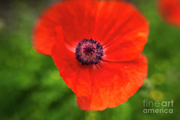 Beautiful Poppies: fineartamerica.com/featured/orien… #buyintoart #flowers #photographer