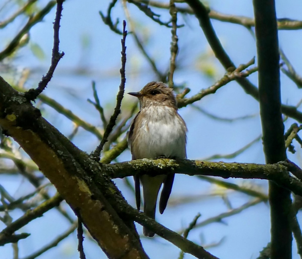 Spotted Flycatcher seen today at private Bucks site,2 birds present.Seen with @sh4rpy and @Hertsbirder 
@bucksalert 
@bucksbirdnews