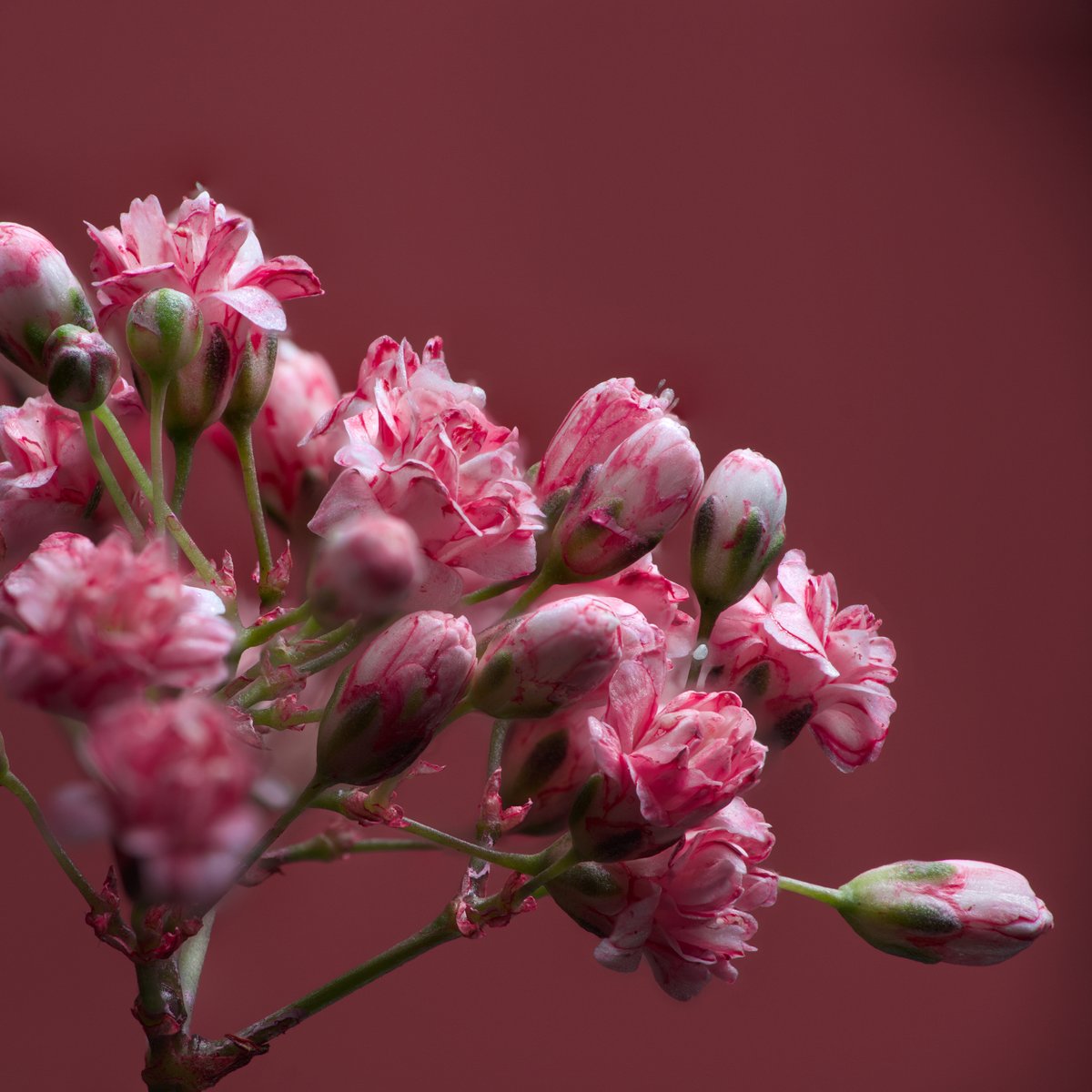 Flower photo of the day. No idea, but it looks like raspberry ripple ice cream.

#macro_globe #bloemenfotografie #raw_macro #macro_world #flowersandmacro #macroexperience #macroandflora #macroviewpoint #raw_flowers #snap_flowers