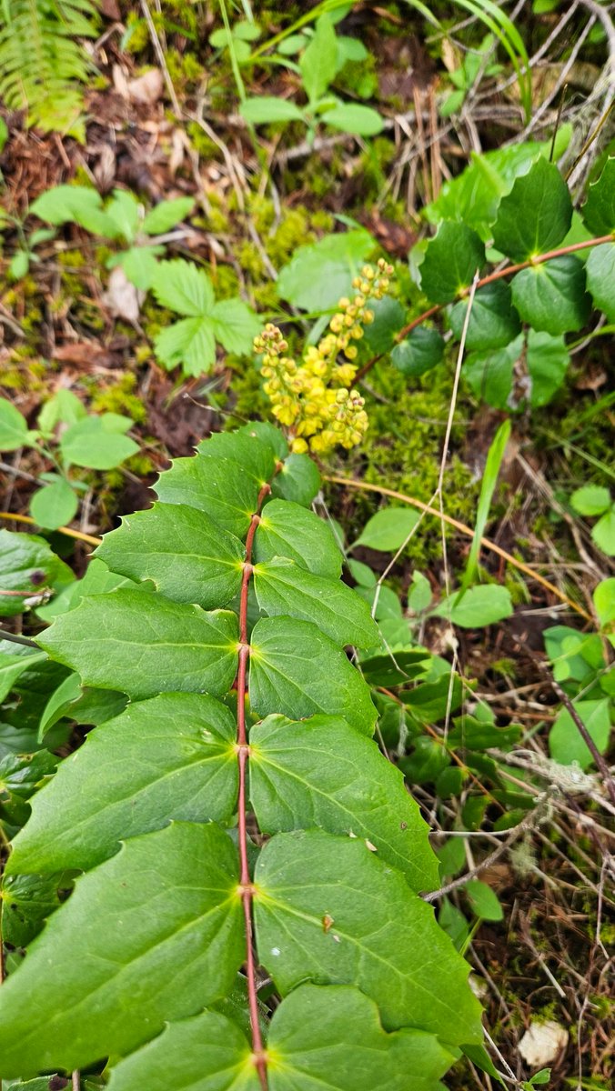 Are Oregon grapes edible? Wild strawberry for sure are.
.
#flowerphotography #total_flowers #raw_flowers #wildflower #floweraddict #forestfloor #stopandlookaround #flora #pnw #easternoregon