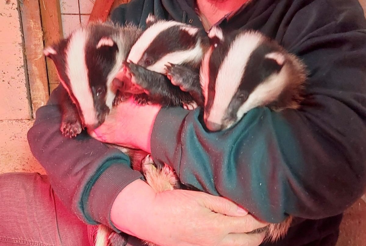 The 3 badger cubs now weaned,have gone to RSPCA Stapeley Wildlife Hospital. They have the expertise and facilities to take them to the next stage. Battleflatts vets blood tested for tb and all are negative. My thanks to them and Rob Scivens at Stapeley.They were a delight x