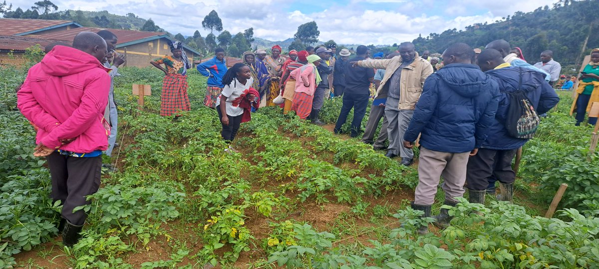 Access to agric extension services by SH farmers is critical for enhancing productivity&amp; household income. @AgriterraUG-Bright Project, organised a farmer field day to compare conventional vis-a-vis best practices on potato GAPs during experiential &amp; knowledge sharing sessions.