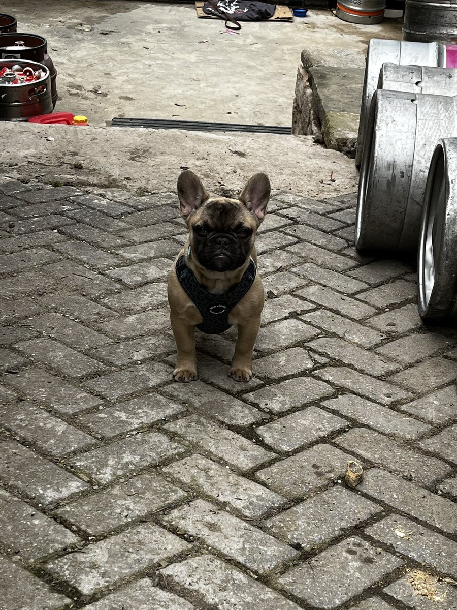 WE ARE WOLF HAVE A BREW DOG … TACO …. GONNA MAKE A BAJA BLAST SOUR AND NAME IT AFTER HER 
#taco #beer #craftbeer #doggo