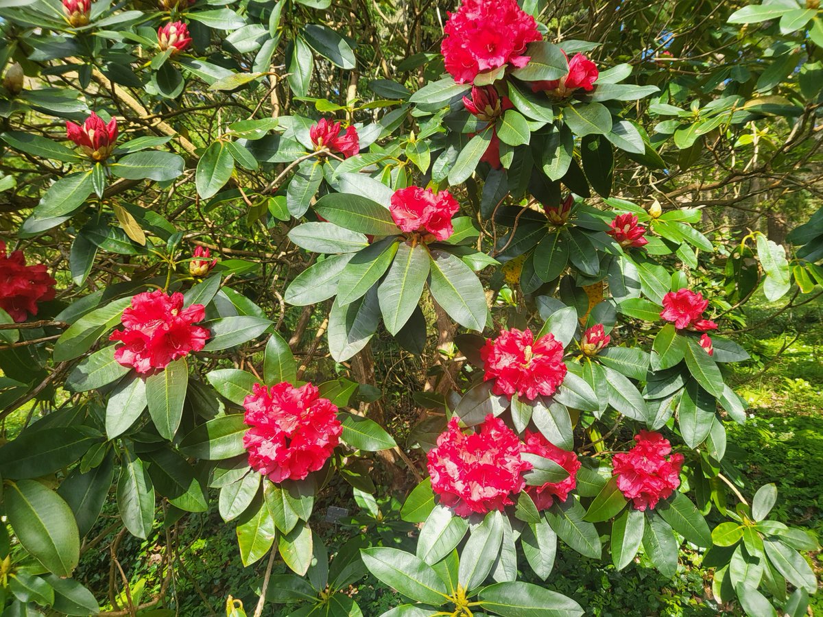 🌈 Our rhododendrons are magnificent this year - there are glorious bursts of colour around every corner of the garden but especially on the Upper Woodland walk.