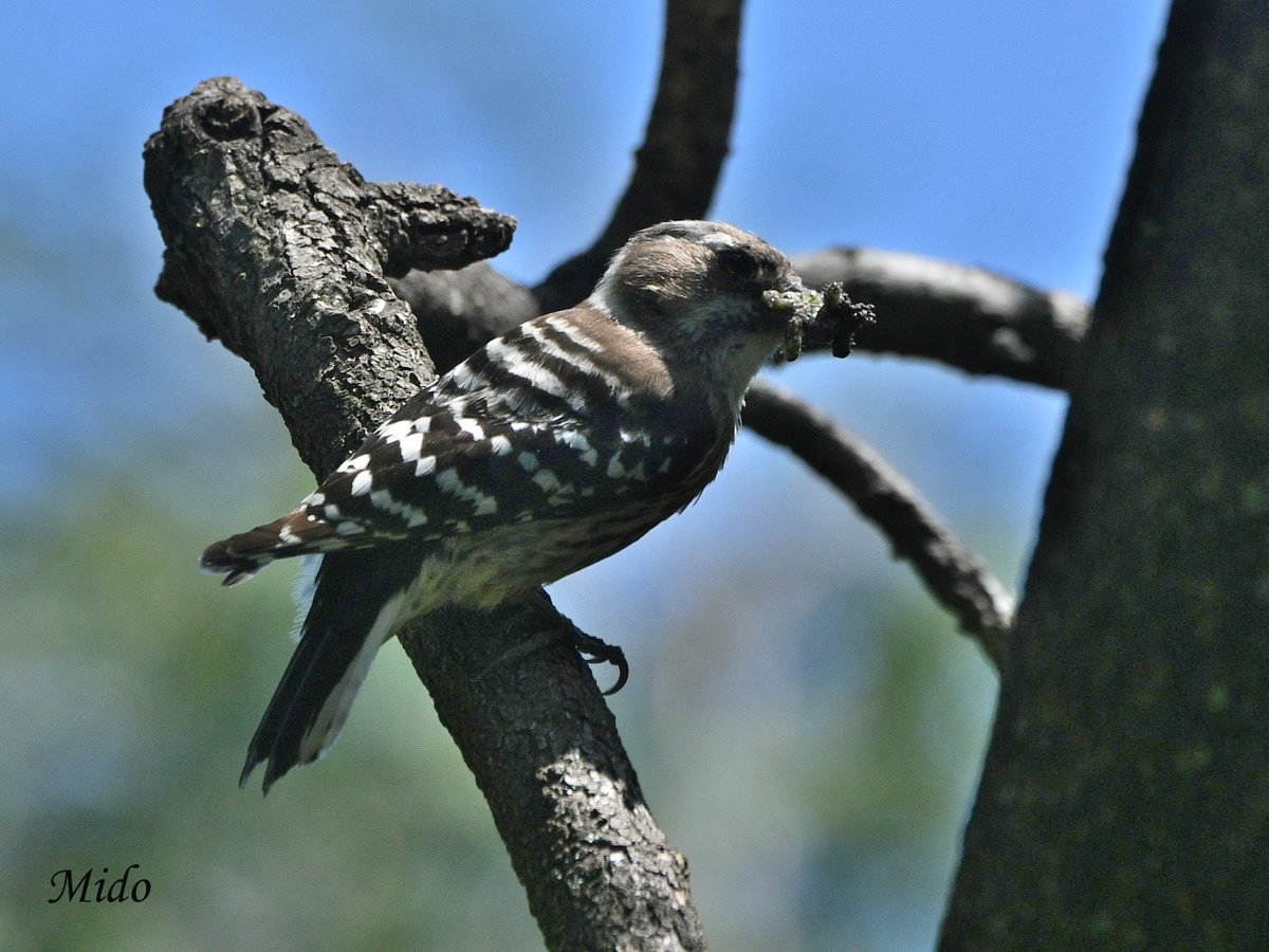 Japanese Pygmy Woodpecker #birds #birdphotography #birdtonic #birdtwitter #wildlife #wildlifephotography #Tokyo #Japan