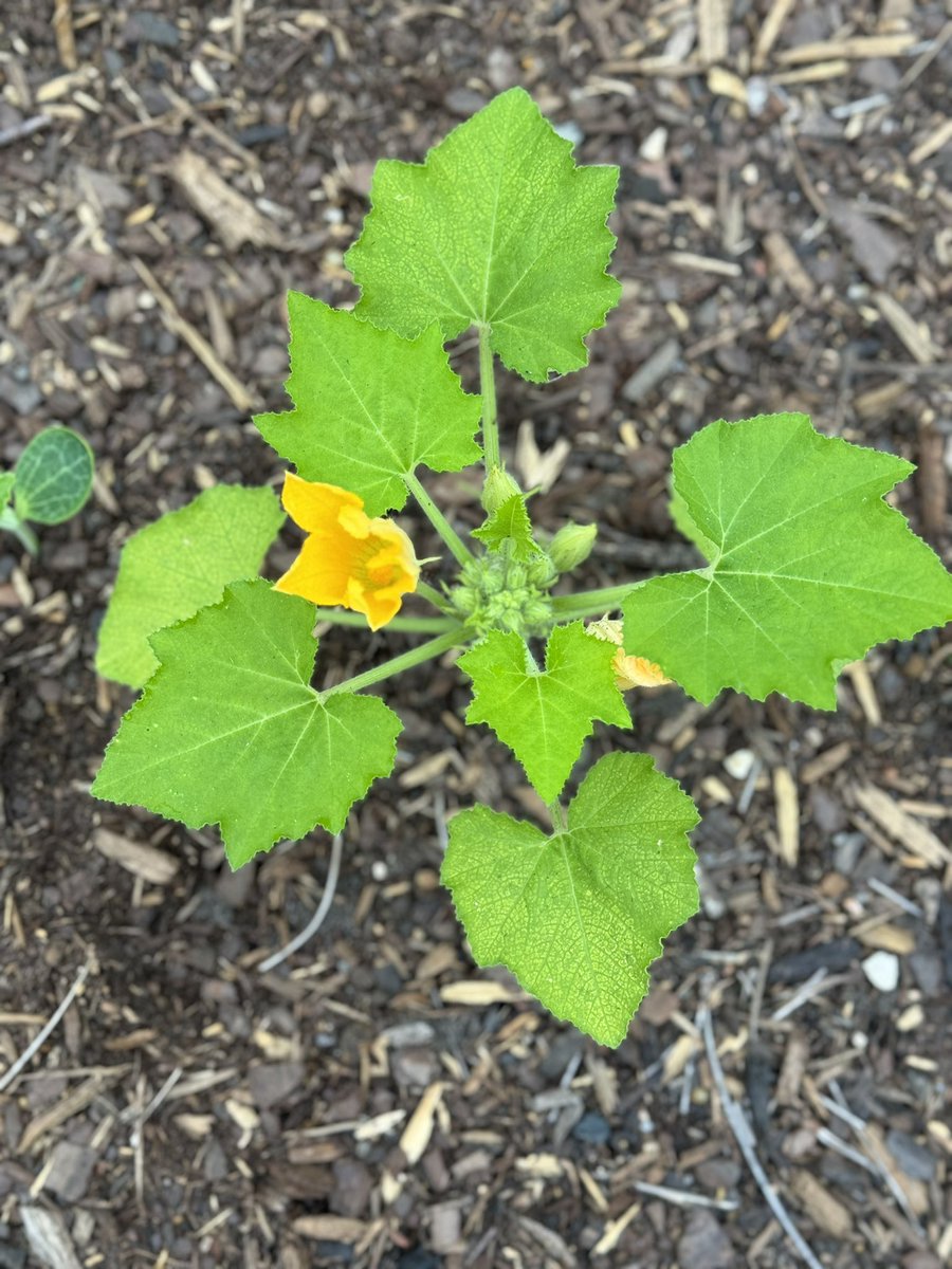 The @RobisonES garden takes my break away!!! It’s so beautiful and I love that it’s the first thing I see when I pull into campus 🌻Hapoy Garden Day 1st grade! @readygrowgarden @RobisonElemPTO @gerletti @CyFairISD #gardenday #schoolgarden #texasgardening