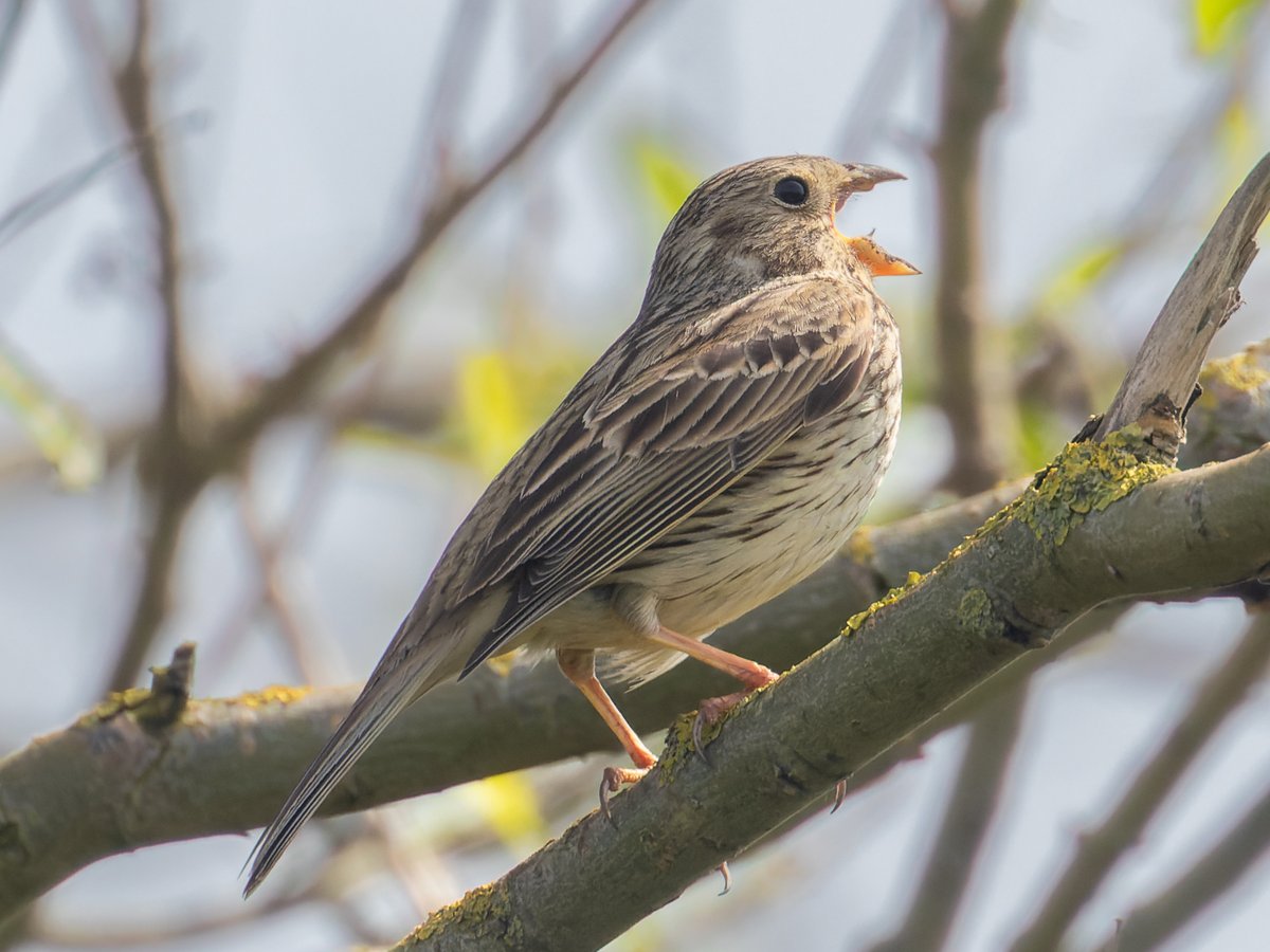 Nice to see a Corn Bunting away from a wire! Halsall, Lancs today.