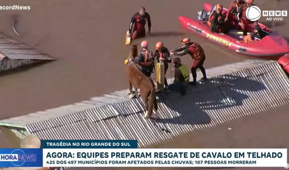 vaidesmaiar's tweet photo. Estão resgatando o cavalo Caramelo e a Janja disse que ele já tem um haras para ir https://t.co/4axkUXWTKV