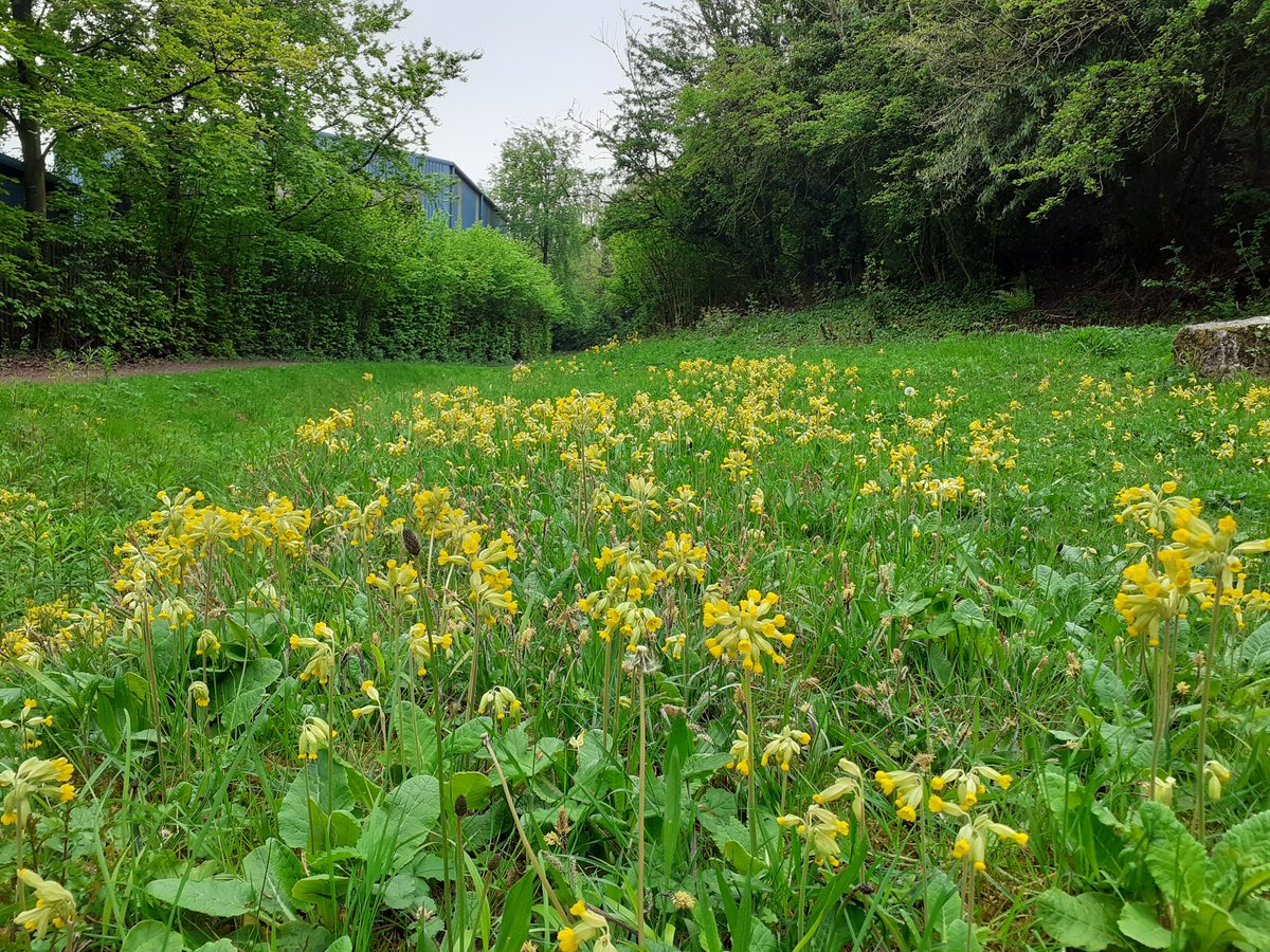 Cowslips looking super at Salthill Quarry Nature Reserve at the moment. @Lancswildlife