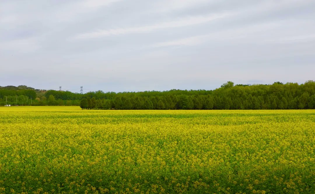 DailyBeijing's tweet photo. The rape flowers in Shunyi district are gradually in full bloom, and the golden flowers create a picturesque scenery in the fields. #Beijing #Shunyi #flower https://t.co/40TY9XEMGo