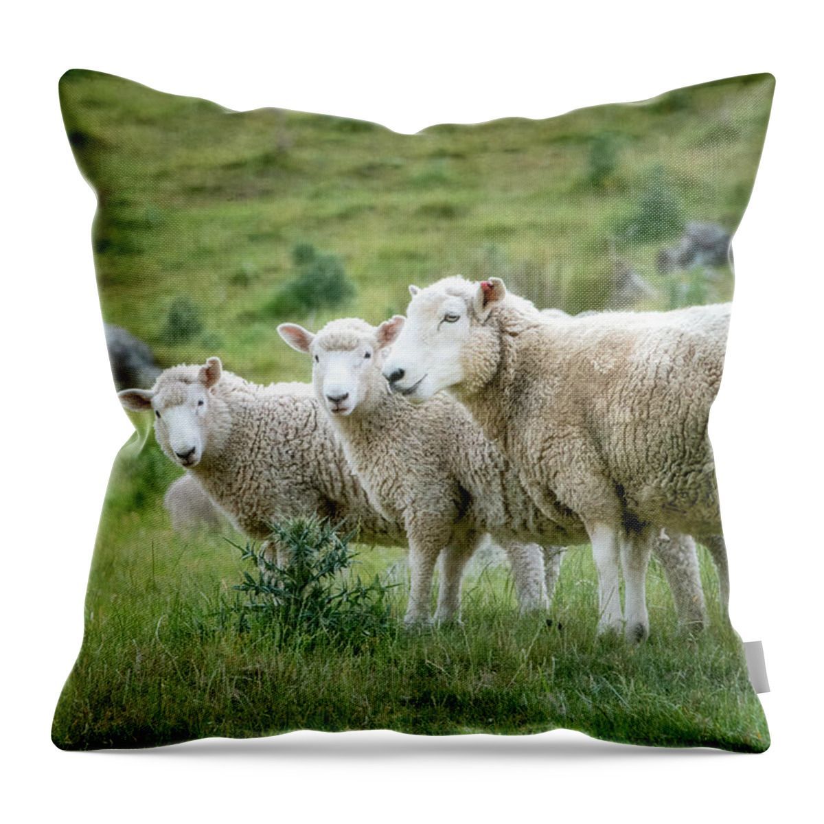 New Zealand Mobsters #ThrowPillow buff.ly/43tNBcU #pillow #gifts #holidayshopping #giftidea #sheep #animals #NewZealand