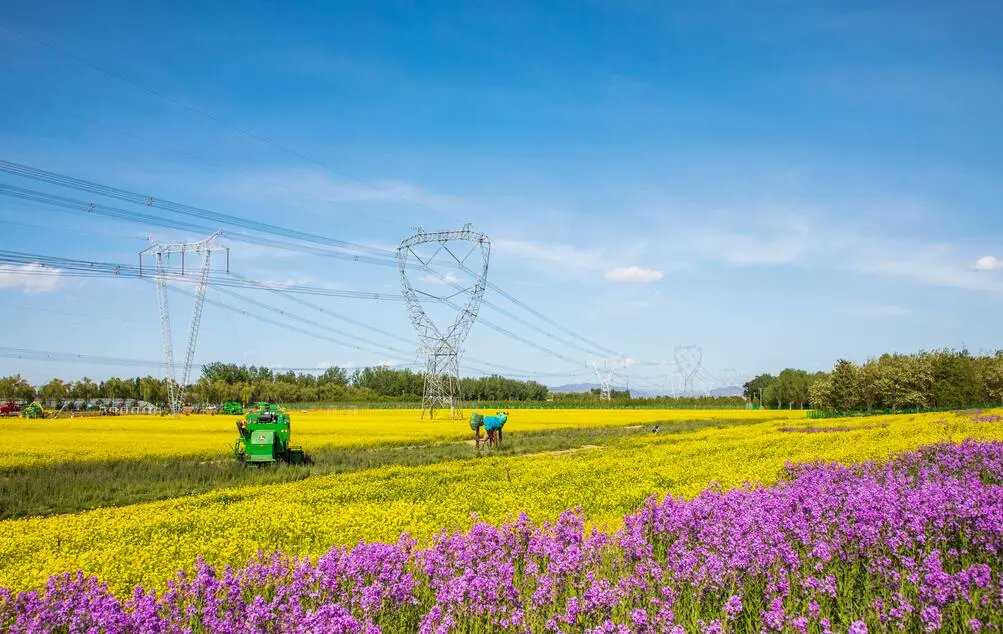 BeijingEvening's tweet photo. The rape flowers in Shunyi district are gradually in full bloom, and the golden flowers create a picturesque scenery in the fields. #Beijing #Shunyi #flower https://t.co/AobL6BapoS