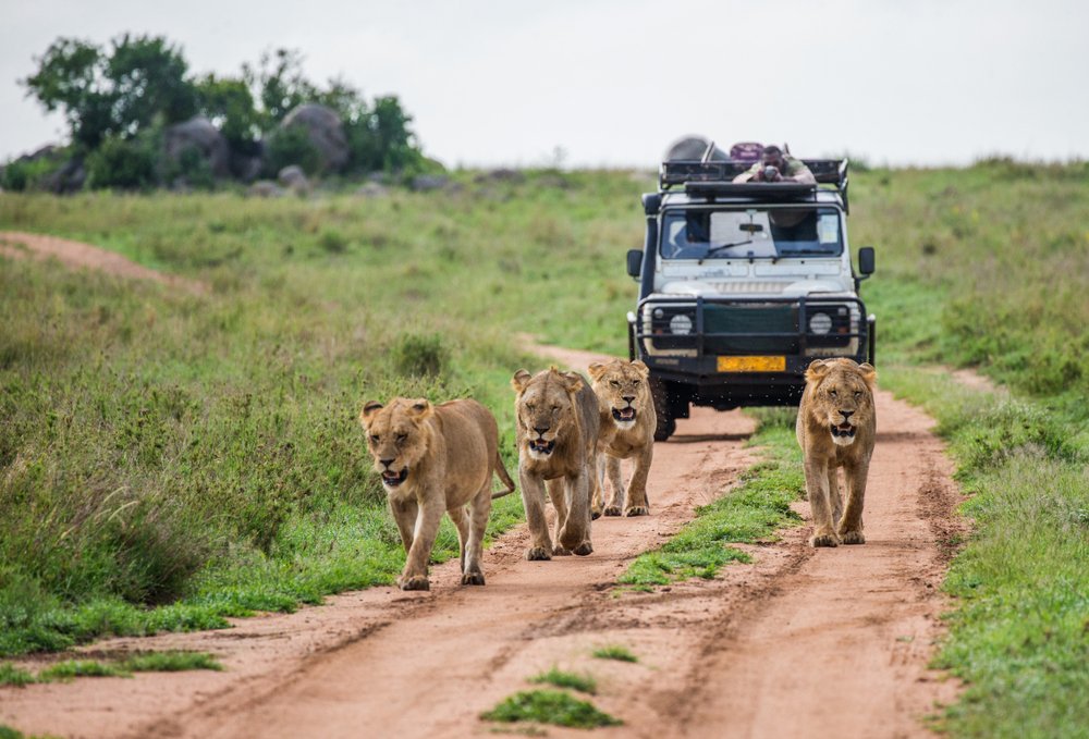 Enjoy an exciting tour that will ensure your holiday of a lifetime experience by discovering the real wild side of Tanzania. See More - tinyurl.com/3j9bhadx

#tanzaniatourism #TanzaniaSafari #serengetipark #WildlifeConservation #AdventureReady #adventuretravel