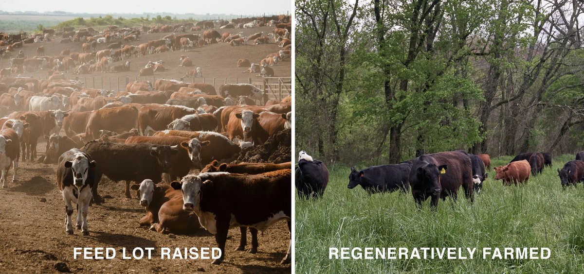 Feedlot & Regenerative animals lead drastically different lives.

Feedlot:
• Tight spaces
• Unnatural diet
• Antibiotics and hormones

Regenerative:
• 100% natural conditions

Which one do you choose?