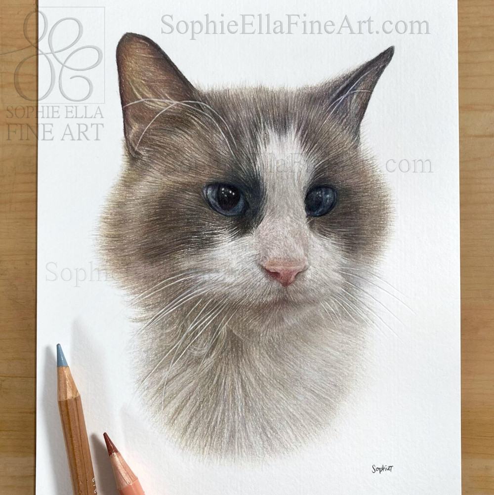 I recently completed a set of four 6x8' cat portraits. This first one is of Snowball 🤍 sophieEllaFineArt.com #giftidea #giftideas #catdrawing #colouredpencilartist #colouredpencilart #catportrait #coloredpencilart #petportrait #petportraitartist #realisticcatportrait