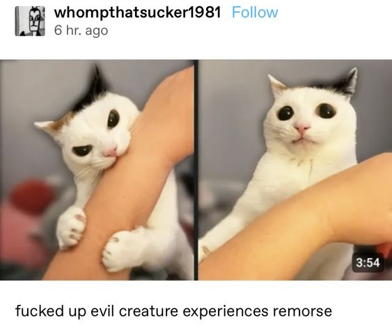 Dont Show Your Cat tweet media