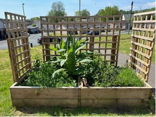 Trethomas wild flower garden is growing well 🌱 with special thanks to Keep Wales Tidy 🌿