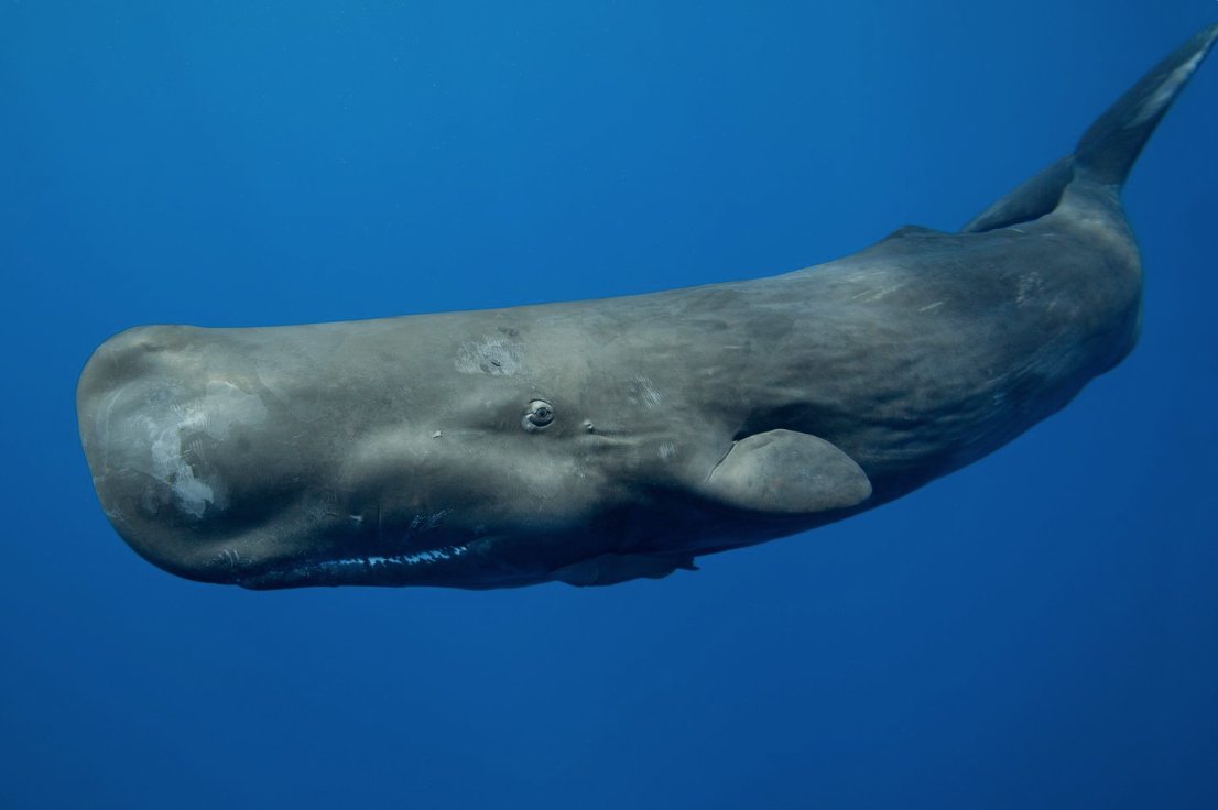 4 #Endangered whales that are likely to occur in the @ATLShoresWind project area or are expected to experience acoustic effects are the Fin whale, NA right whale, SEI whale and the Sperm whale. #whales #dolphins #nature #wildlife  #marinelife
