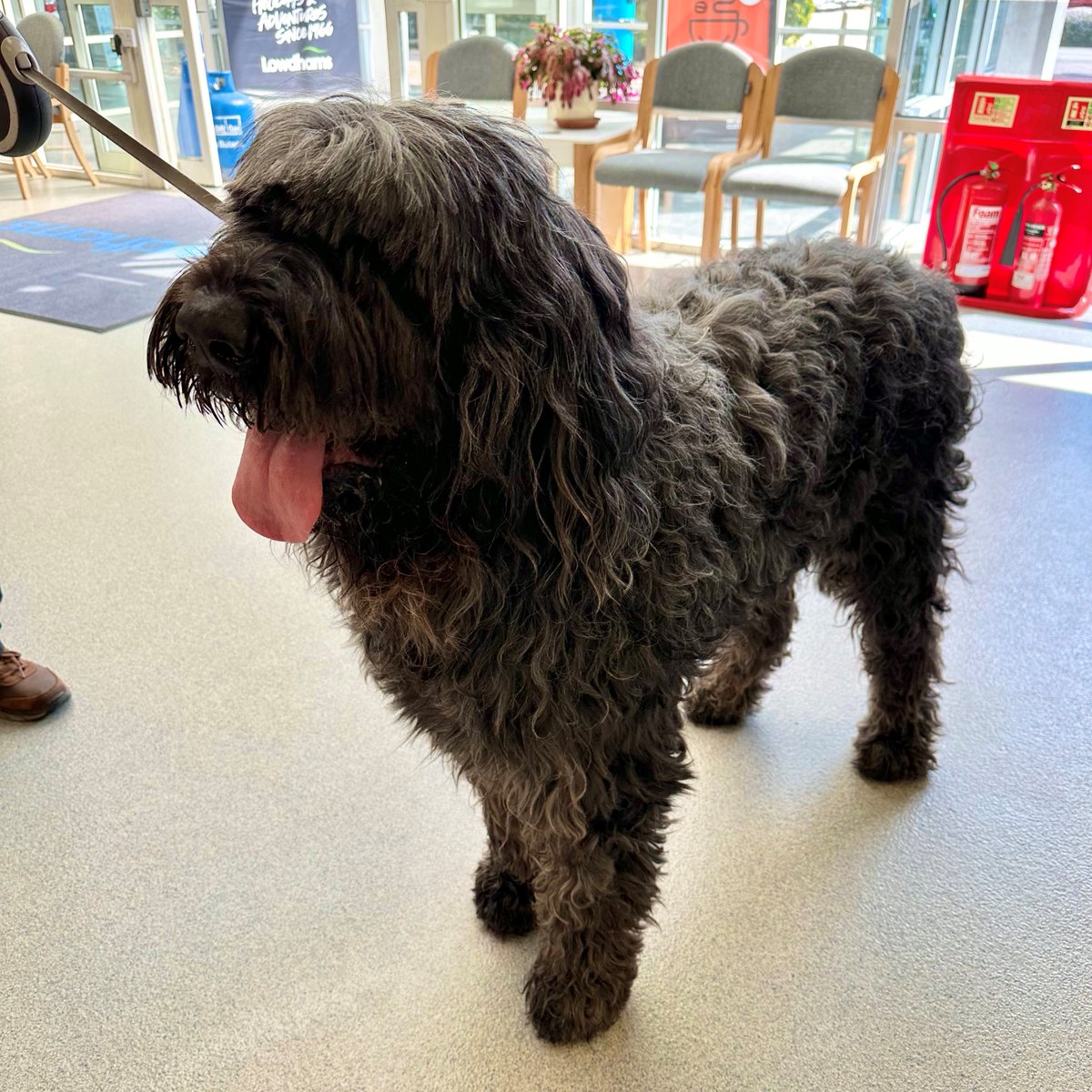 🐾 We had a very fluffy visitor in our showroom this morning! 🐾

Nelson is a gorgeous Russian Terrier who came to say hello with his paw-rents earlier on today! 🐶

#mylowdhams #nottinghamshire #lowdhams #customerstories  #dogsoflowdhams #dogs #pawrents #russianterrier