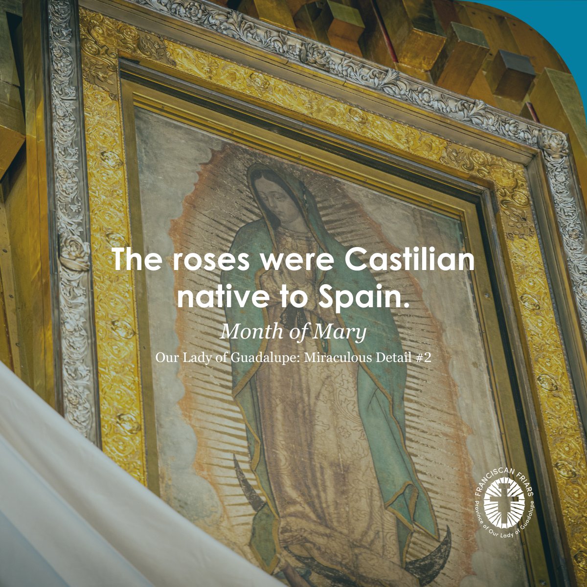 Miraculous Detail #2: Our Lady asked Juan Diego to collect roses to give to the bishop as proof that she had indeed requested a church be built in her honor. These roses were Castilian roses from the same region in Spain where the bishop is from and not native to Mexico.