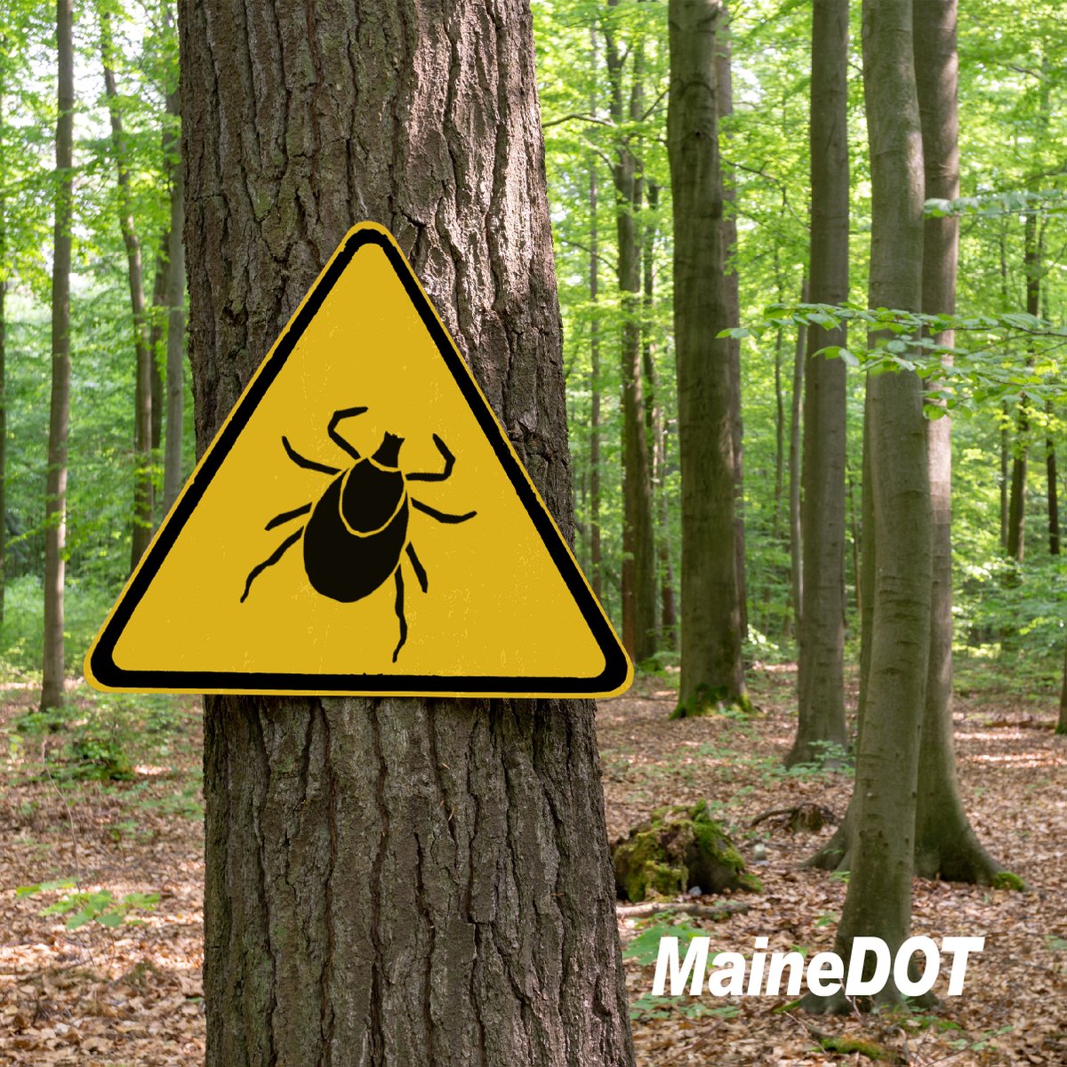 Ticks are abundant in Maine, especially in the warmer months, increasing the risk of Lyme disease and other tick-borne illnesses. Protect your pets by treating them for ticks and safeguard yourself by wearing long clothing and applying insect repellent when outdoors.