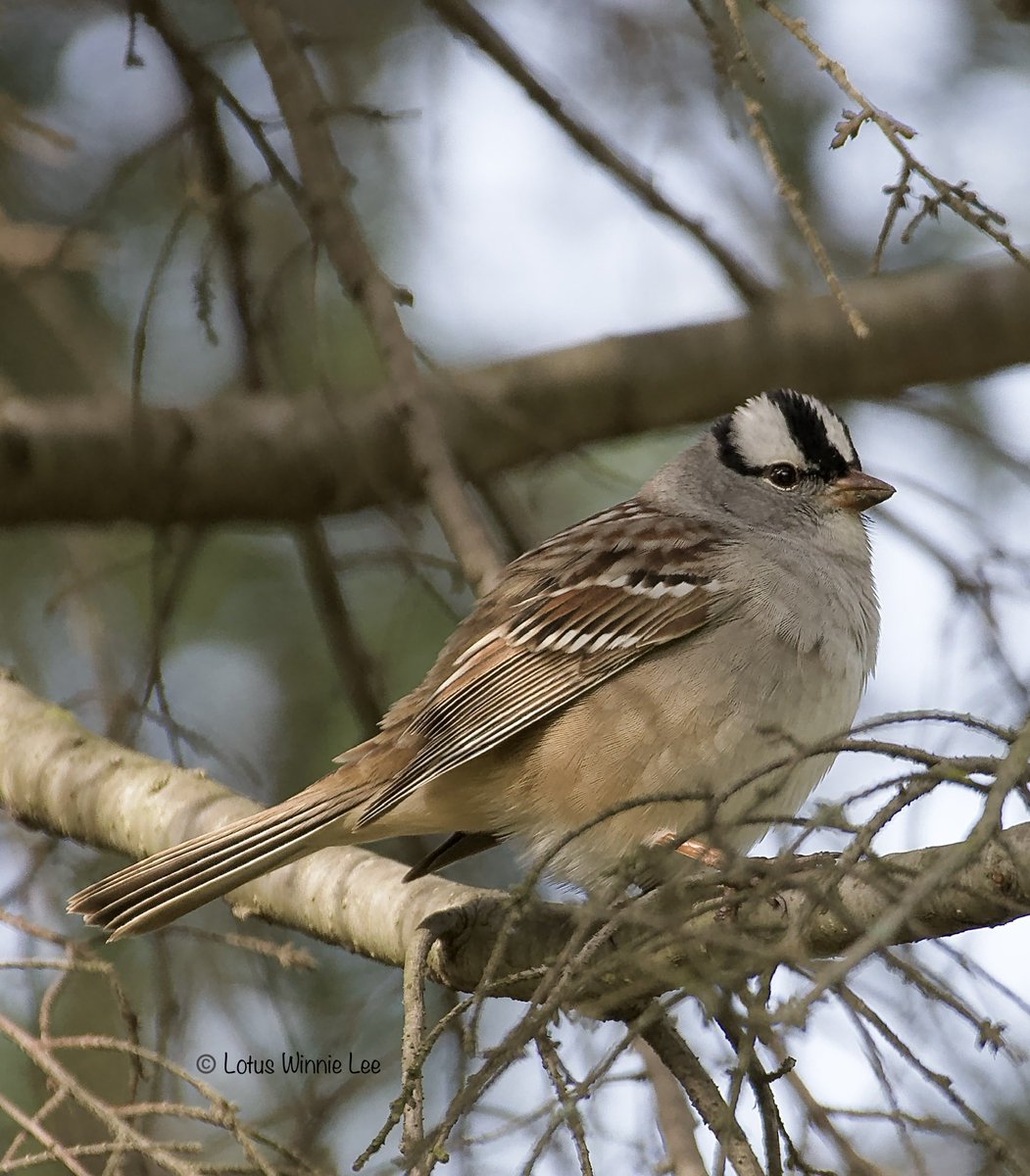 White-crowned Sparrow perched inside an Evergreen ⁦@GreenWoodHF⁩ in Brooklyn. #whitecrownedsparrow #sparrows #birdwatching #wildlife