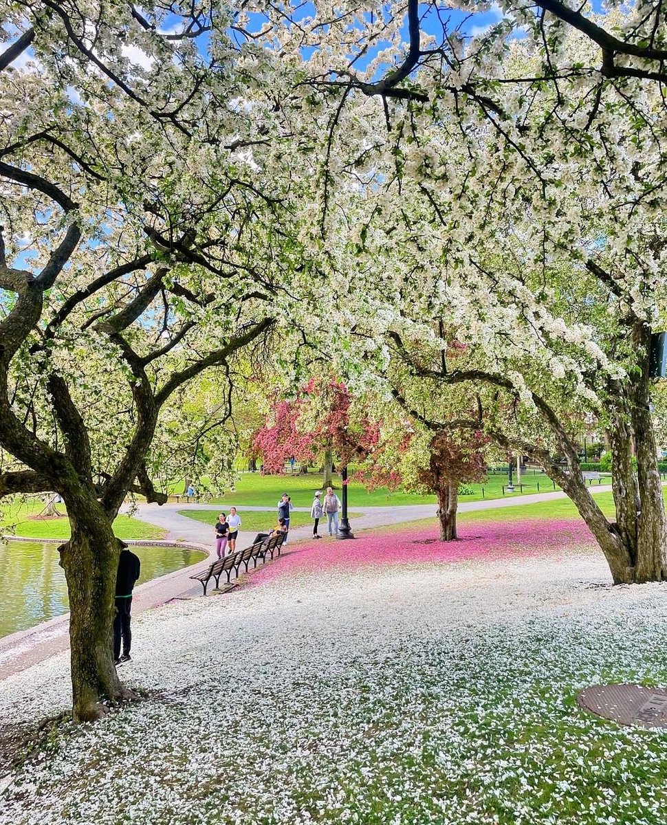 Eric Fisher (@ericfisher) on Twitter photo After the rain...a carpet of blossoms in the Public Garden this morning
Via <a href="/FOPG/">Friends of the Public Garden</a> After the rain...a carpet of blossoms in the Public Garden this morning
Via <a href="/FOPG/">Friends of the Public Garden</a>