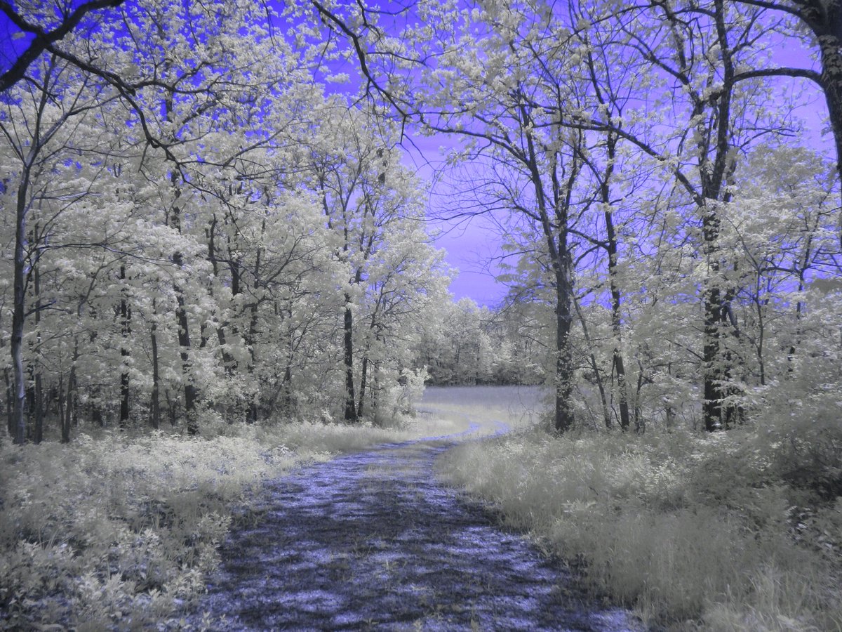 Dappled Path #KolariVision full spectrum converted Canon ELPH 180 + Blue IR filter I love when I can get straight-out-of-camera JPGs that need no editing, such as this beauty. I feel like it means something is going right. Very happy with this experiment of custom white balance…