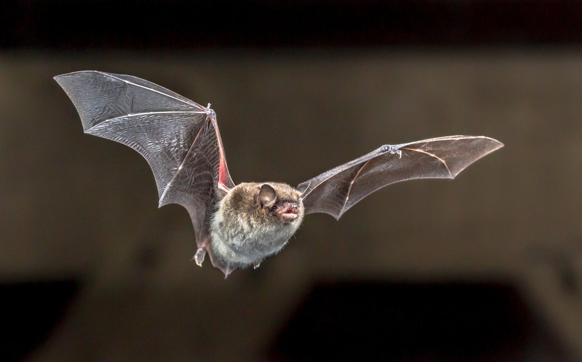 Melville Wohlgemuth of @uarizona studies the hunting behaviors of echolocating bats to understand how the brain receives sensory information for the purpose of goal-directed behavioral control.🦇 Join his Distinctive Voices lecture on May 15 to learn more: ow.ly/nL7J50Rxrgu