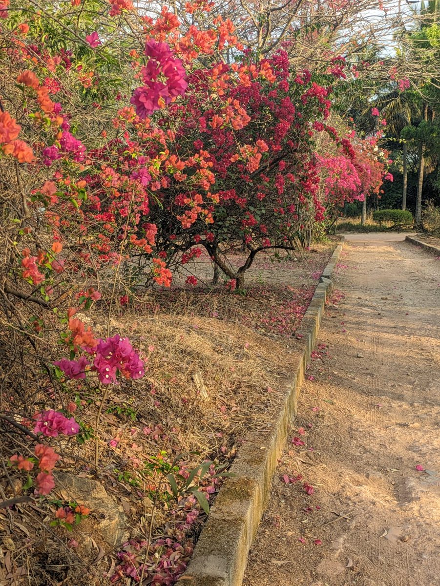 As Tamil Nadu faces a heatwave, our Shanti Bhavan bougainvillea remains vibrant and strong. Selected for their heat resilience, these plants are brightening our campus with bursts of pink, red, orange, and white.

#ShantiBhavan #nonprofit #education #givingback