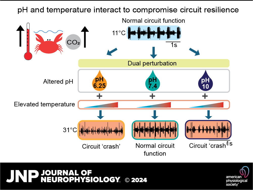 🦀#OpenAccess This study by David Hampton et al. examines the effects of temperature & pH on the nervous system of crabs that live in the fluctuating environments of the Northern Atlantic Ocean. ow.ly/K1sF50RySqo #StomatogastricGanglion #CancerBorealis #OscillatoryNeurons