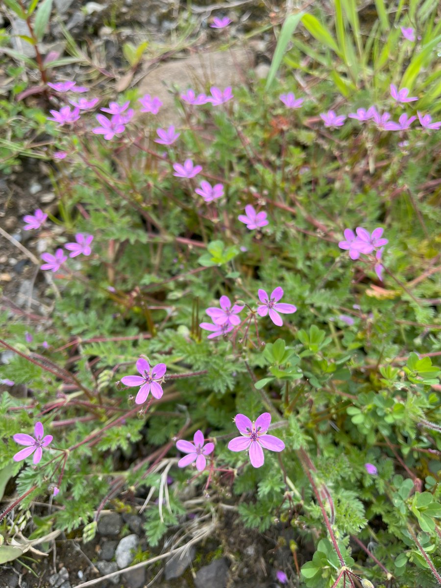 Lots of lovely photos of Scottish Primrose on Twitter at the mo... but if you don't happen to be on Orkney or in Caithness, you can still get a pink flower fix with Common Stork's-bill! This beauty on waste ground behind Stirling Sainsbury's, other supermarkets are available 😍