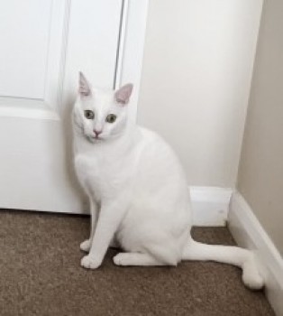 #LOST #CAT BLUE 
Adult #Male #Cat White #Neutered 
#Missing from #Isleham #Cambridgeshire 
#CB7 East Anglia
Tuesday 30th April 2024 
#DogLostUK #Lostcat #ScanMe 

doglost.co.uk/dog/192093