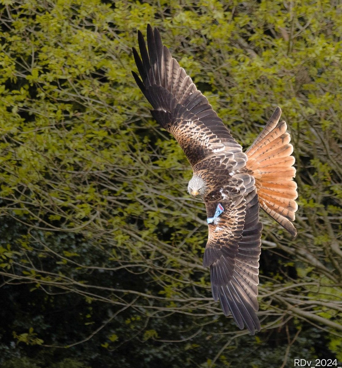 Red Kite
County Wicklow 

#redkite #birdofprey #birding #birdphotography #birds #birdwatching #BirdsOfX #BirdsSeenIn2024 #Wicklow

@ThePhotoHour