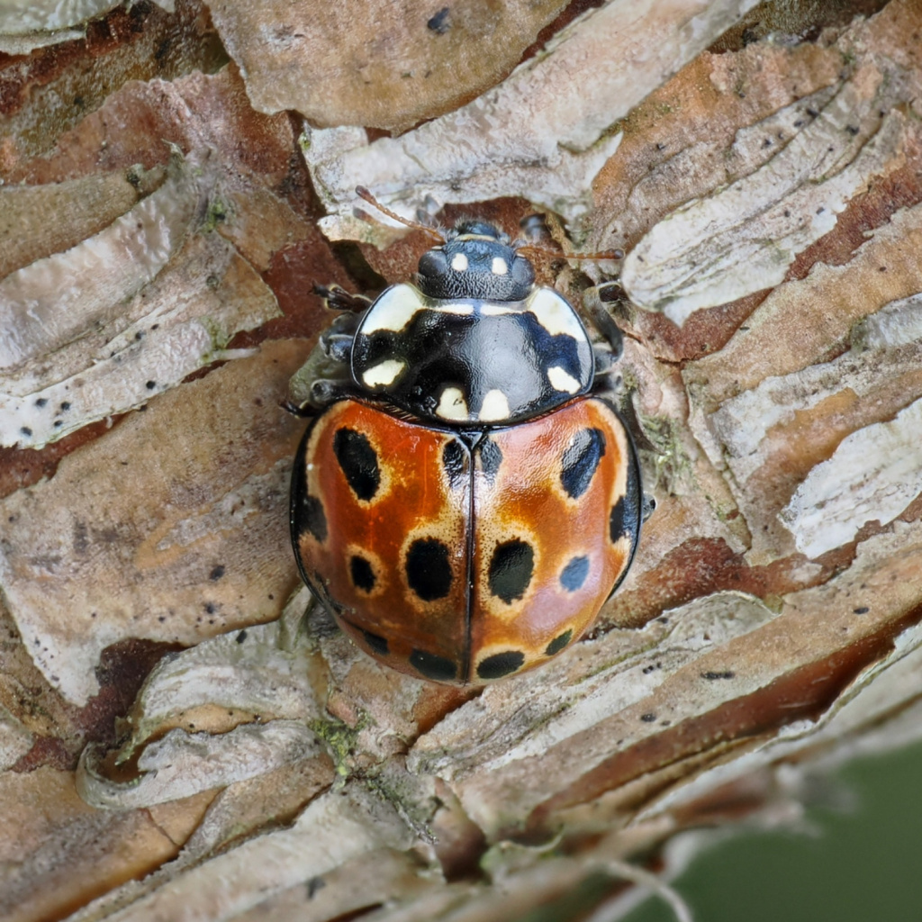 Did you know that @urbangreenncl Havannah Nature Reserve is an amazing spot for ladybirds? 🐞🔎 Take a look at these exciting #NELadybirdSpot finds on a recent visit by Christopher Wren! Will you spot one on your next visit? Let us know -> ow.ly/Yy2A50RA2m4 #ladybirds