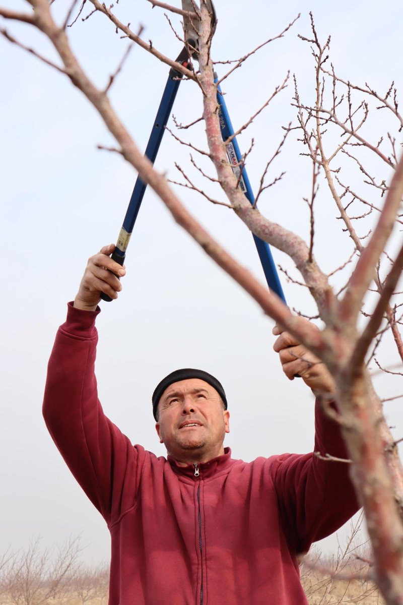 Apricot orchards in #Tajikistan are being transformed by new grafting & pruning tools courtesy of a cost-sharing program from our @USAID MDRD Activity. Efficiency has tripled for farmers, leading to more clients and local livelihoods. Learn more: bit.ly/4bvHdVy